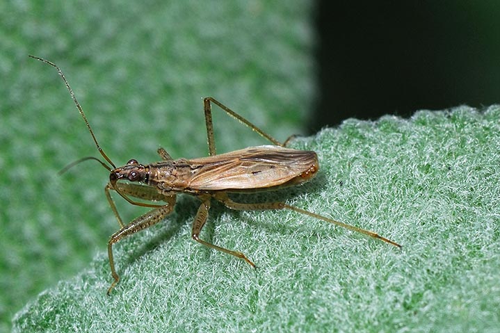 Nabidae: Nabis rugosus in Lombardia
